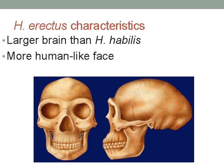H. erectus characteristics • Larger brain than H. habilis • More human-like face 