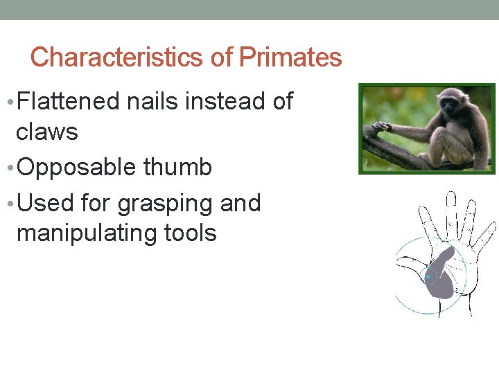 Characteristics of Primates • Flattened nails instead of claws • Opposable thumb • Used