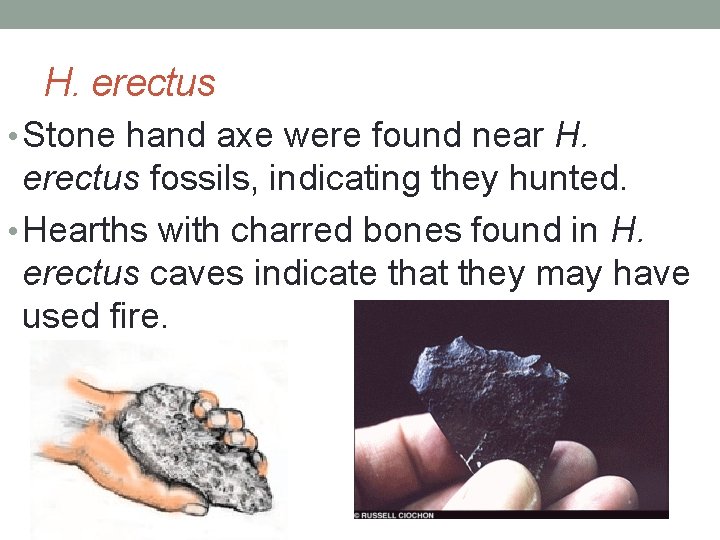 H. erectus • Stone hand axe were found near H. erectus fossils, indicating they