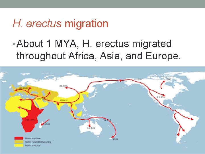 H. erectus migration • About 1 MYA, H. erectus migrated throughout Africa, Asia, and