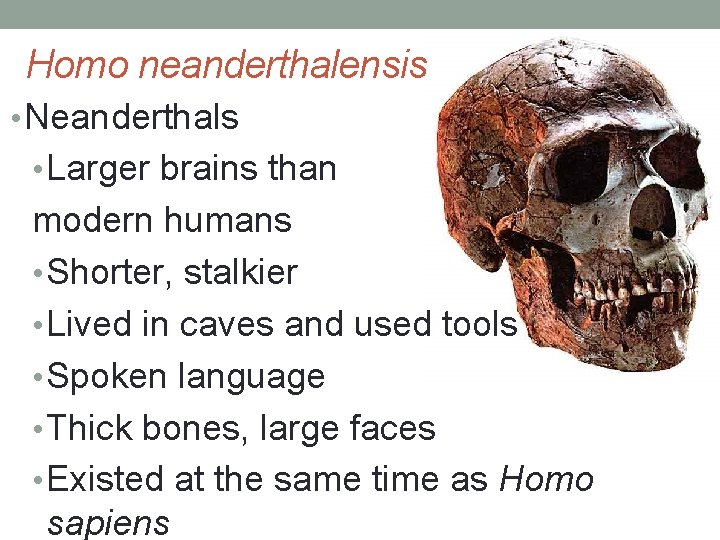 Homo neanderthalensis • Neanderthals • Larger brains than modern humans • Shorter, stalkier •