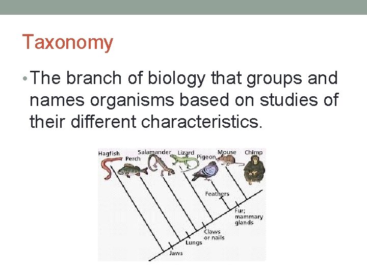 Taxonomy • The branch of biology that groups and names organisms based on studies