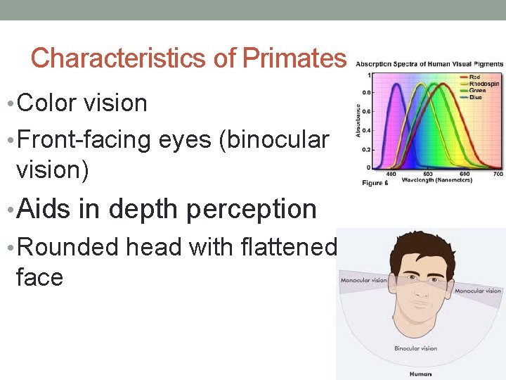 Characteristics of Primates • Color vision • Front-facing eyes (binocular vision) • Aids in