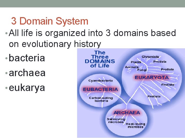 3 Domain System • All life is organized into 3 domains based on evolutionary