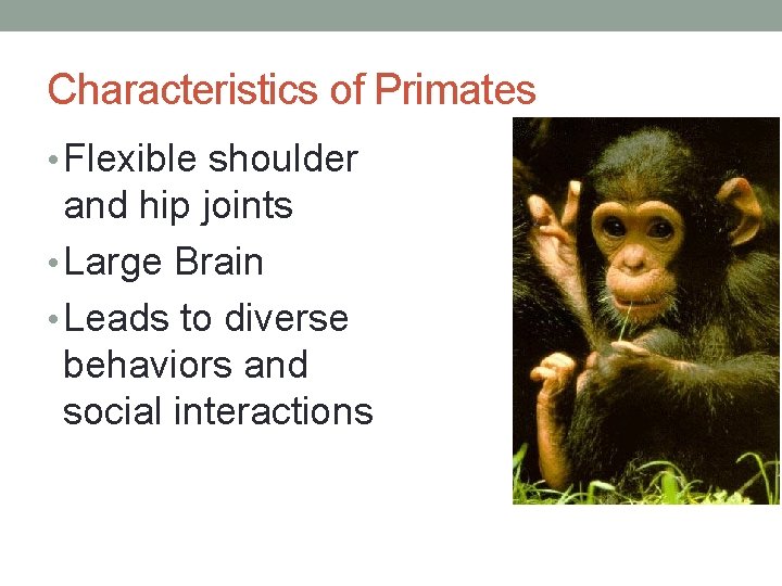 Characteristics of Primates • Flexible shoulder and hip joints • Large Brain • Leads