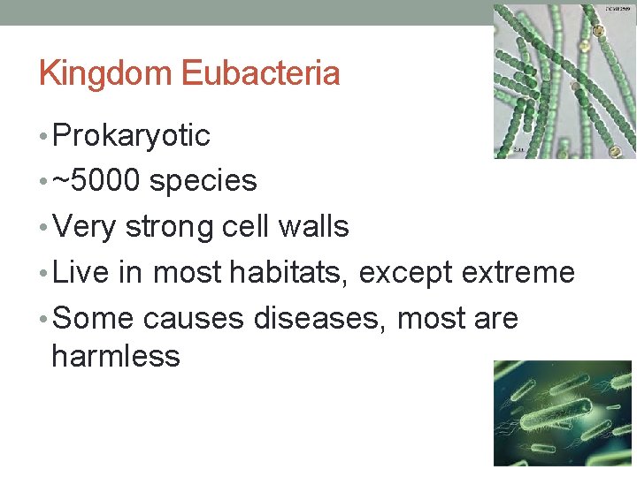 Kingdom Eubacteria • Prokaryotic • ~5000 species • Very strong cell walls • Live