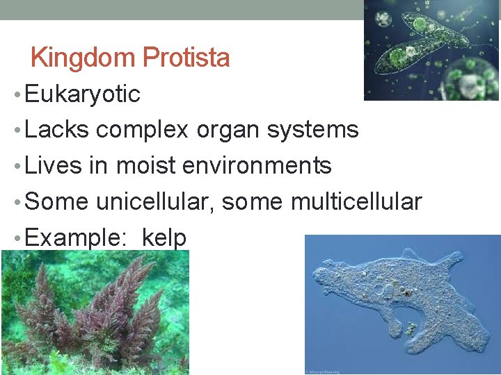 Kingdom Protista • Eukaryotic • Lacks complex organ systems • Lives in moist environments