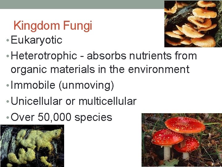 Kingdom Fungi • Eukaryotic • Heterotrophic - absorbs nutrients from organic materials in the