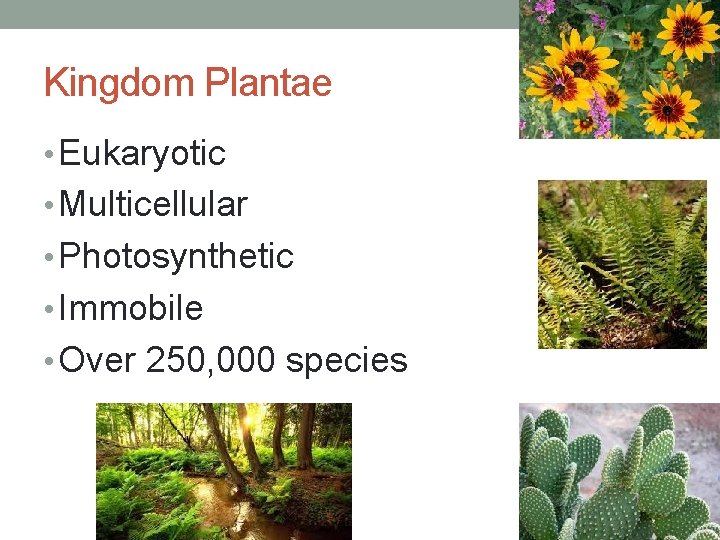 Kingdom Plantae • Eukaryotic • Multicellular • Photosynthetic • Immobile • Over 250, 000