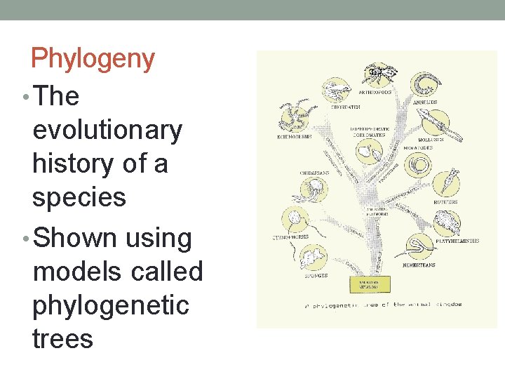 Phylogeny • The evolutionary history of a species • Shown using models called phylogenetic