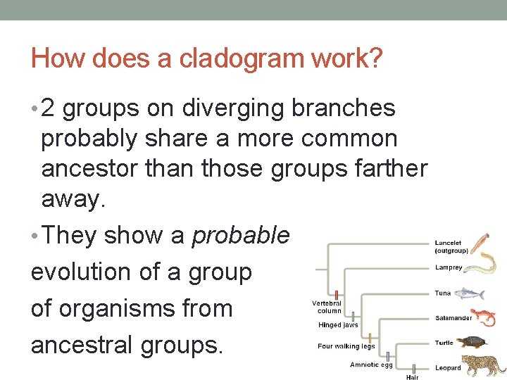 How does a cladogram work? • 2 groups on diverging branches probably share a