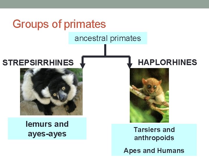 Groups of primates ancestral primates STREPSIRRHINES lemurs and ayes-ayes HAPLORHINES Tarsiers and anthropoids Apes
