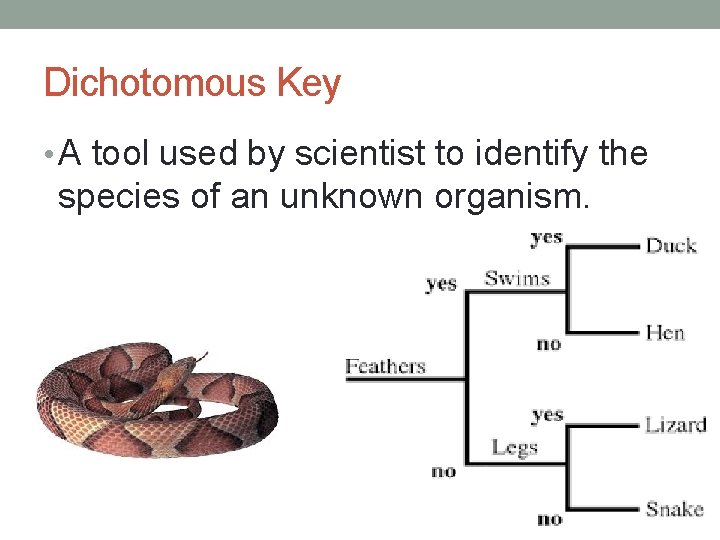 Dichotomous Key • A tool used by scientist to identify the species of an