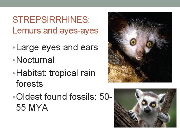 STREPSIRRHINES: Lemurs and ayes-ayes • Large eyes and ears • Nocturnal • Habitat: tropical