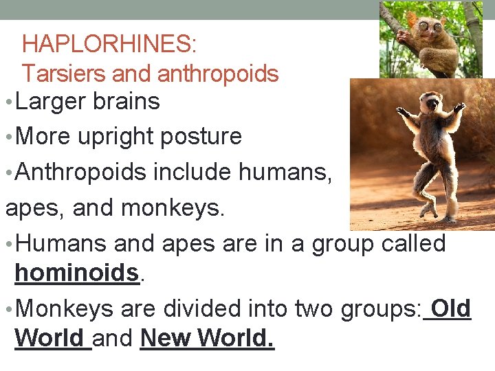 HAPLORHINES: Tarsiers and anthropoids • Larger brains • More upright posture • Anthropoids include