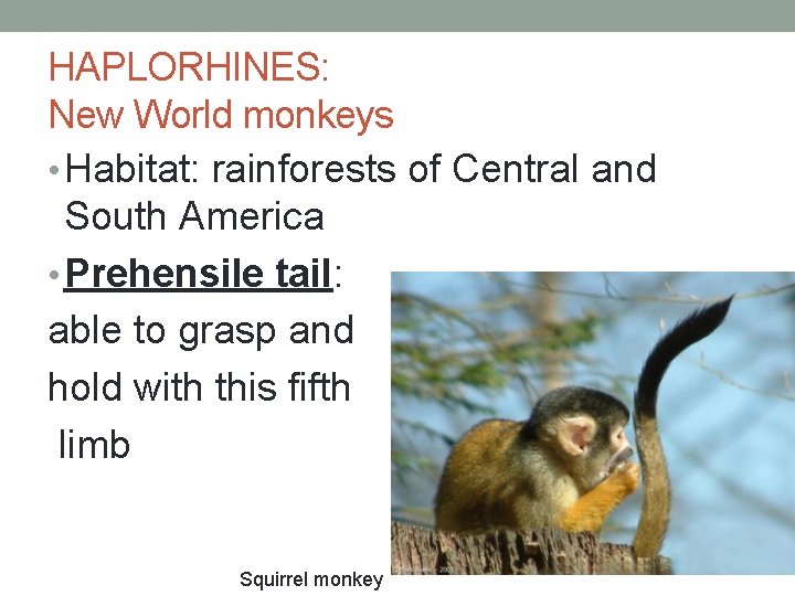 HAPLORHINES: New World monkeys • Habitat: rainforests of Central and South America • Prehensile