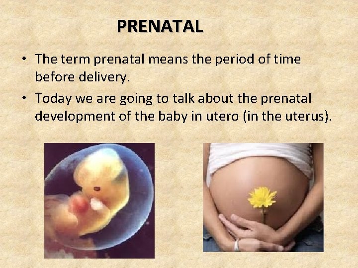 PRENATAL • The term prenatal means the period of time before delivery. • Today