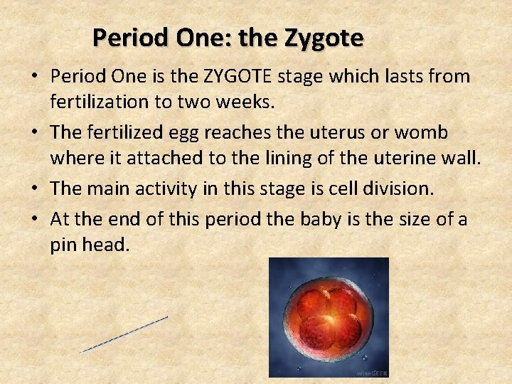 Period One: the Zygote • Period One is the ZYGOTE stage which lasts from