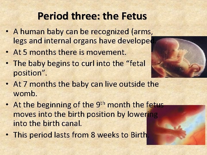 Period three: the Fetus • A human baby can be recognized (arms, legs and