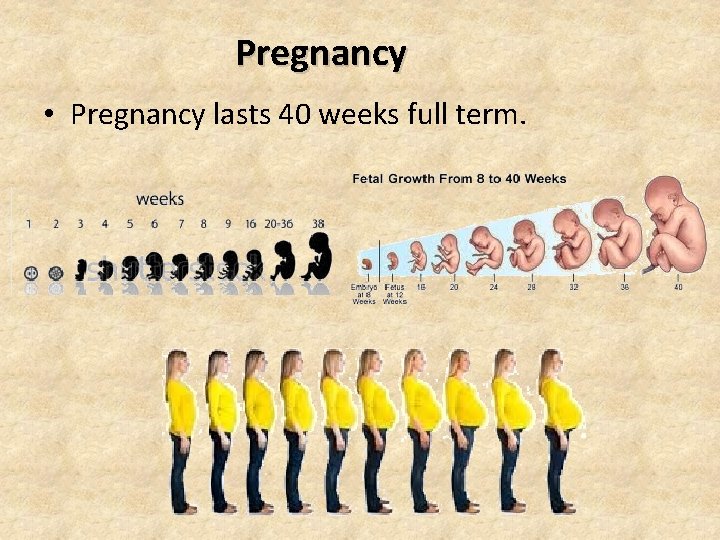 Pregnancy • Pregnancy lasts 40 weeks full term. 