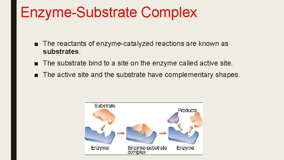 Enzyme-Substrate Complex ■ The reactants of enzyme-catalyzed reactions are known as substrates. ■ The
