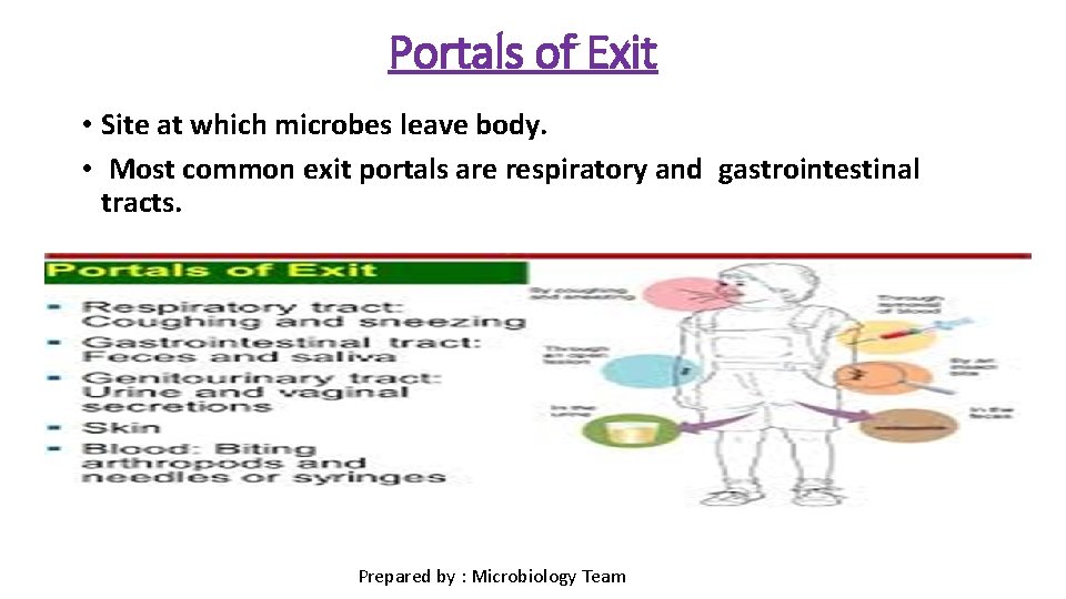 Portals of Exit • Site at which microbes leave body. • Most common exit