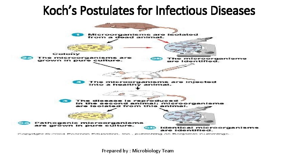 Koch’s Postulates for Infectious Diseases Prepared by : Microbiology Team 