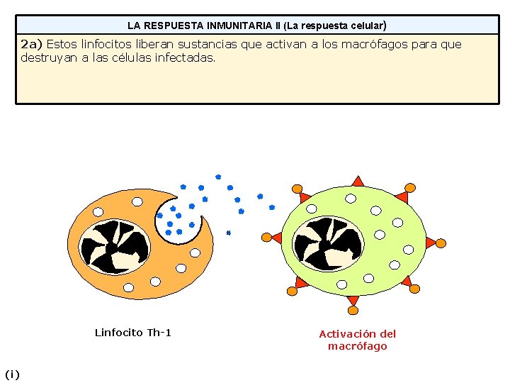 LA RESPUESTA INMUNITARIA II (La respuesta celular) 2 a) Estos linfocitos liberan sustancias que