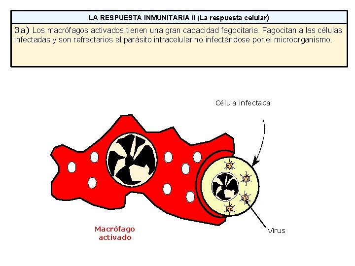 LA RESPUESTA INMUNITARIA II (La respuesta celular) 3 a) Los macrófagos activados tienen una