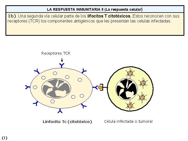 LA RESPUESTA INMUNITARIA II (La respuesta celular) 1 b). Una segunda vía celular parte