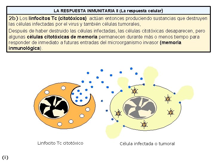 LA RESPUESTA INMUNITARIA II (La respuesta celular) 2 b) Los linfocitos Tc (citotóxicos) actúan