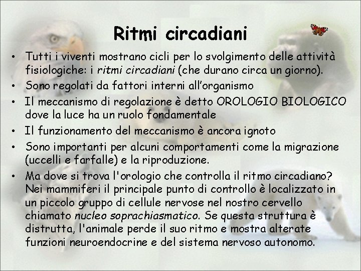 Ritmi circadiani • Tutti i viventi mostrano cicli per lo svolgimento delle attività fisiologiche: