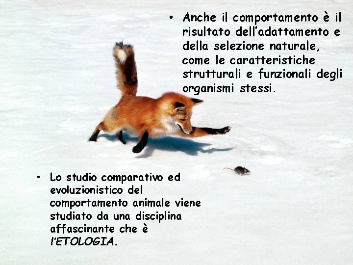  • Anche il comportamento è il risultato dell’adattamento e della selezione naturale, come