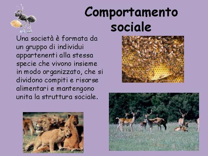 Comportamento sociale Una società è formata da un gruppo di individui appartenenti alla stessa