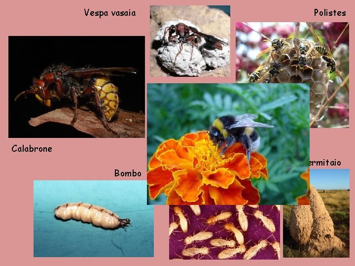 Vespa vasaia Polistes Calabrone Bombo Termiti e termitaio 