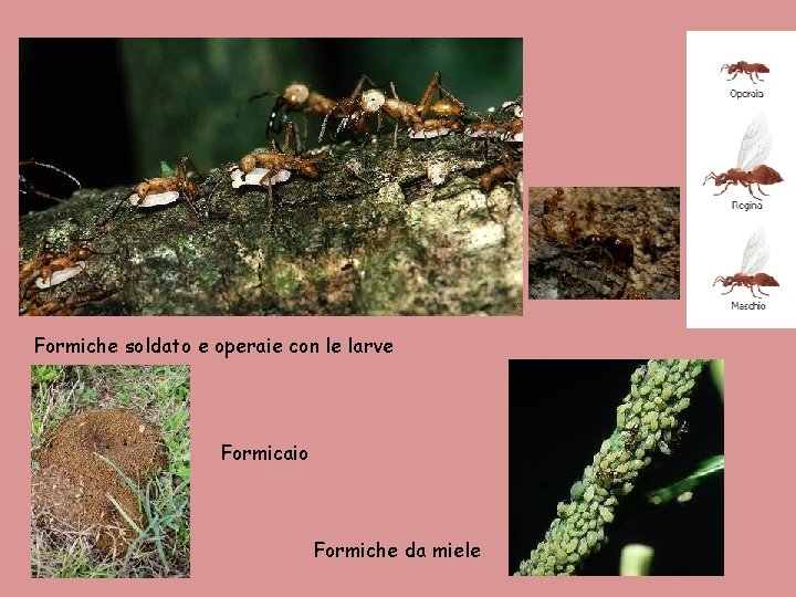 Formiche soldato e operaie con le larve Formicaio Formiche da miele 