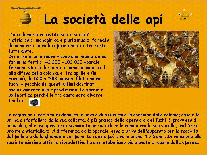 La società delle api L'ape domestica costituisce la società matriarcale, monoginica e pluriannuale, formata