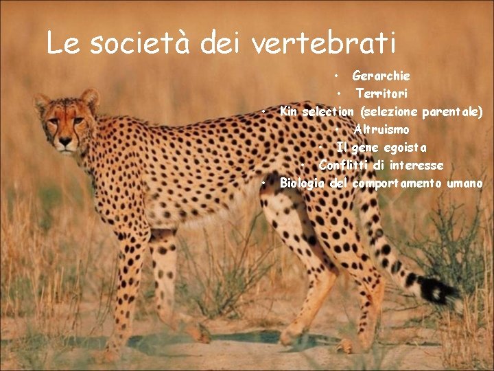 Le società dei vertebrati • • • Gerarchie • Territori Kin selection (selezione parentale)
