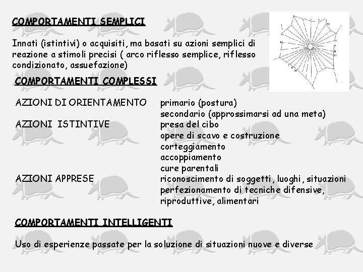 COMPORTAMENTI SEMPLICI Innati (istintivi) o acquisiti, ma basati su azioni semplici di reazione a