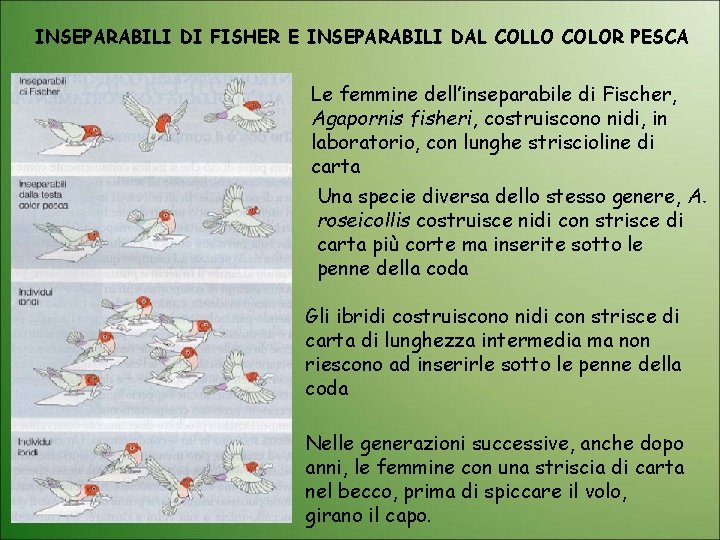 INSEPARABILI DI FISHER E INSEPARABILI DAL COLLO COLOR PESCA Le femmine dell’inseparabile di Fischer,