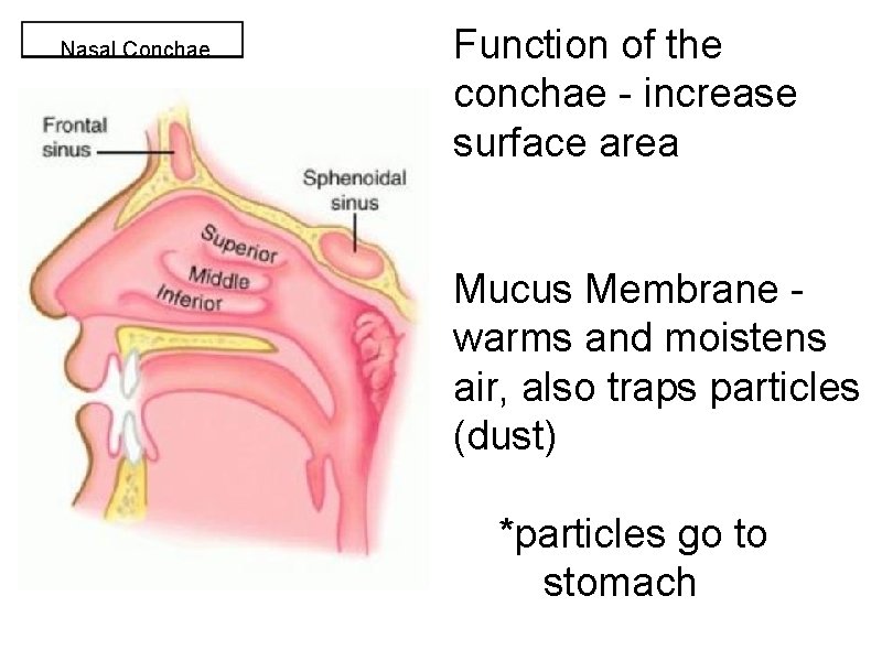 Nasal Conchae Function of the conchae - increase surface area Mucus Membrane warms and