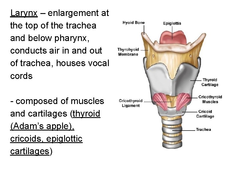 Larynx – enlargement at the top of the trachea and below pharynx, conducts air