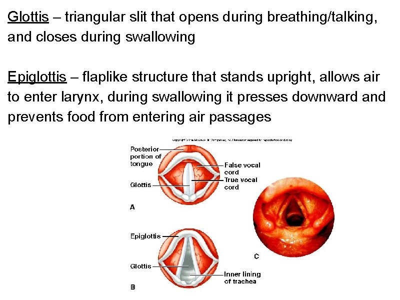 Glottis – triangular slit that opens during breathing/talking, and closes during swallowing Epiglottis –
