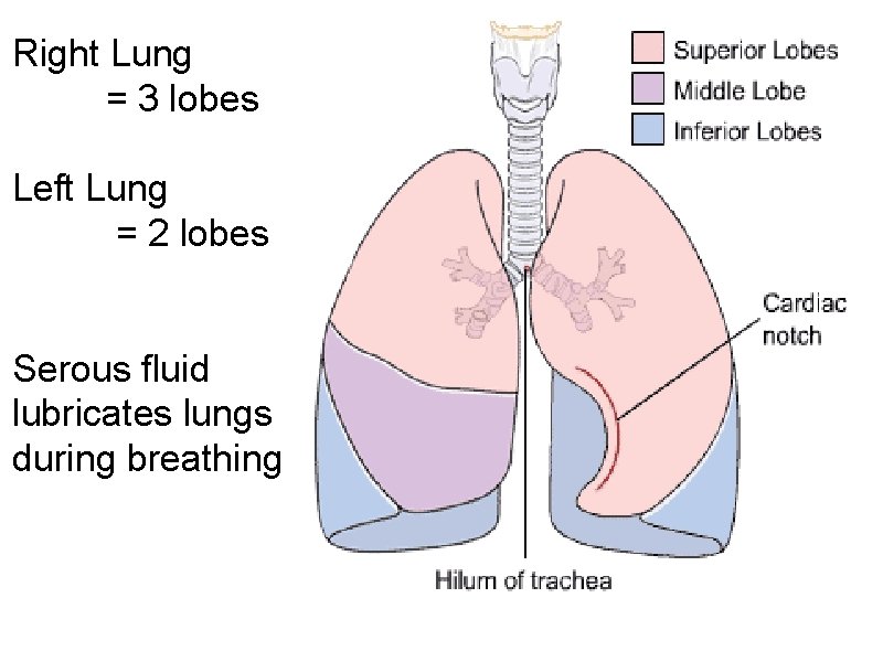 Right Lung = 3 lobes Left Lung = 2 lobes Serous fluid lubricates lungs