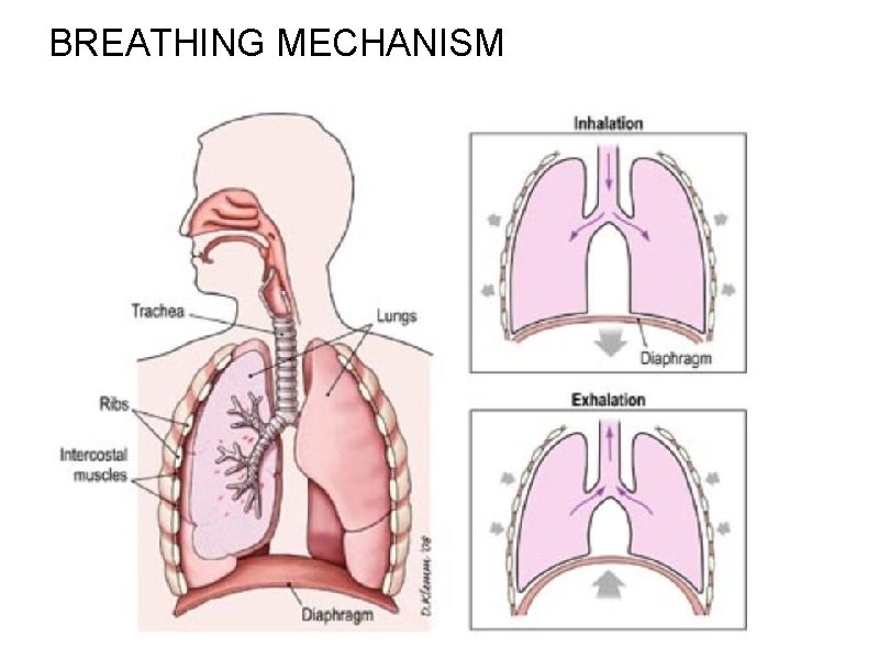 BREATHING MECHANISM 