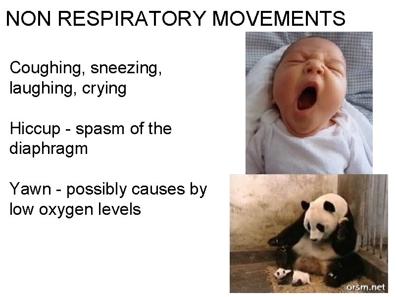 NON RESPIRATORY MOVEMENTS Coughing, sneezing, laughing, crying Hiccup - spasm of the diaphragm Yawn