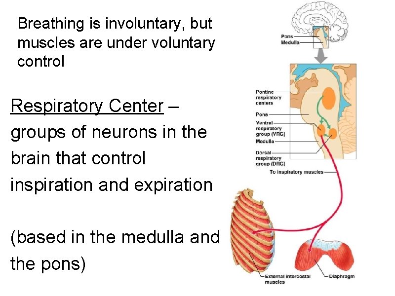 Breathing is involuntary, but muscles are under voluntary control Respiratory Center – groups of