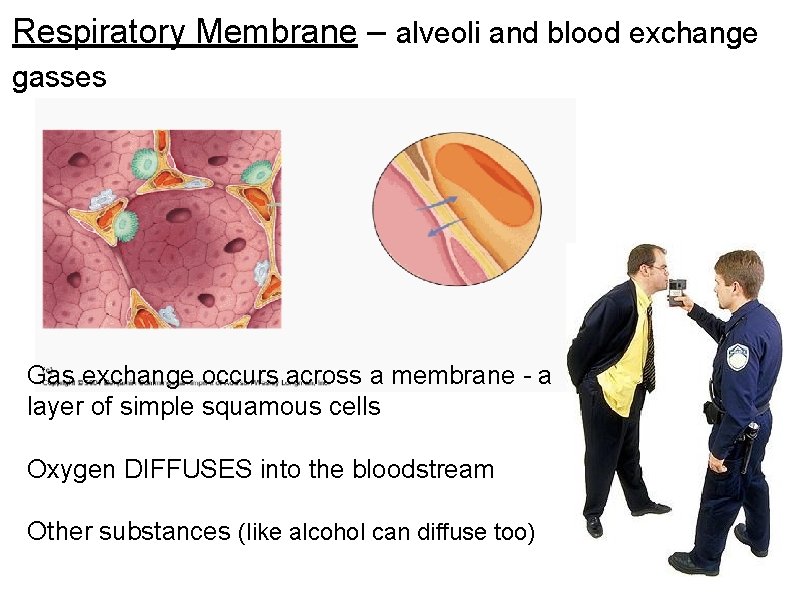 Respiratory Membrane – alveoli and blood exchange gasses Gas exchange occurs across a membrane