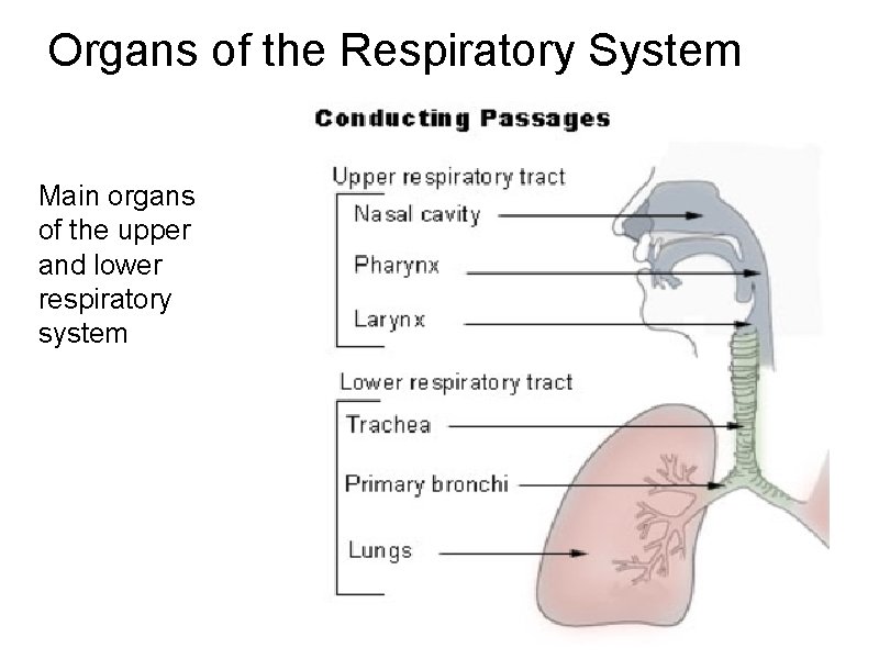 Organs of the Respiratory System Main organs of the upper and lower respiratory system