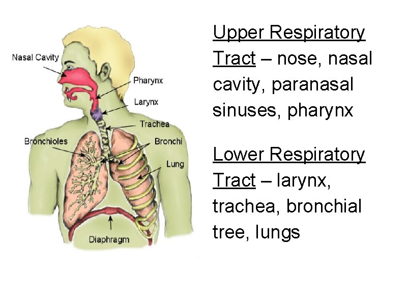 Upper Respiratory Tract – nose, nasal cavity, paranasal sinuses, pharynx Lower Respiratory Tract –